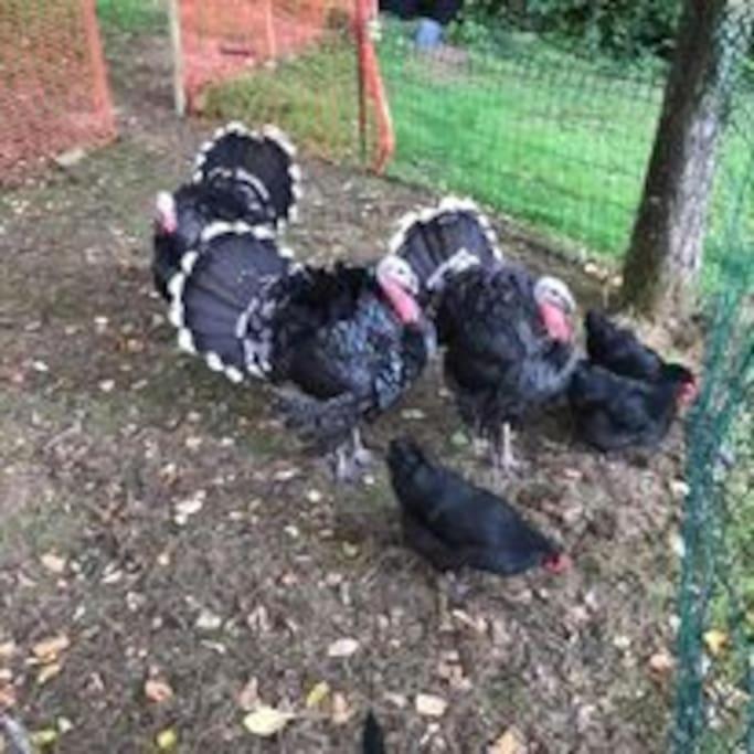 Ferme De Noyes Sourdeval Exterior foto